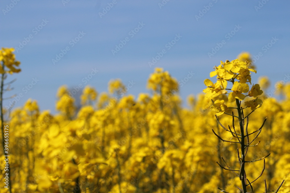 Beautiful rapeseed flower field in southern Sweden with a blue sky in the background. Beautiful detail in the rapeseed flower that creates a clear subject. Taken during the spring of 2020 Beautiful rapeseed flower field in southern Sweden with a blue sky in the background. Beautiful detail in the rapeseed flower that creates a clear subject. Taken during the spring of 2020