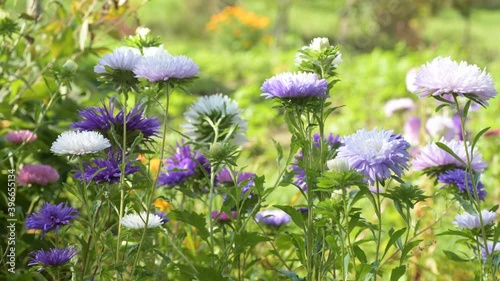 Colourful purple violet colour asters flowers in green grass bowing swinging wind light breeze summer or spring day sunny midday. Colourful artistic video, sideview footage, nature revival concept
