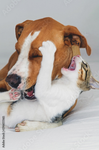 Dog and Kitten interact at home