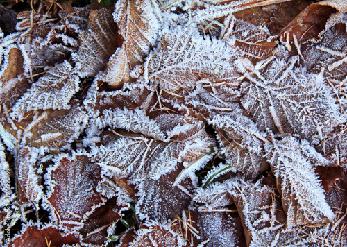 bosco d'inverno: foglie secche e brina photo