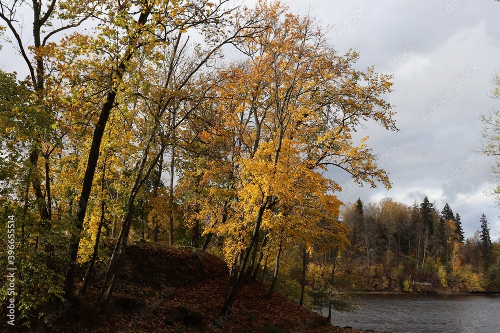 Trees with yellowed leaves on a cloudy autumn day on the banks of the river