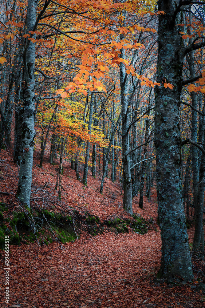 Beautiful autumn forest path in Manteigas, Portugal Beautiful autumn forest path in Manteigas, Portugal