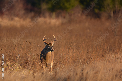 White Tailed Deer Buck in fall meadow