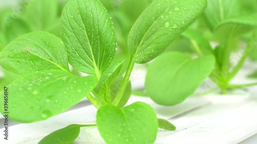 Close up Pak Choi that are harvested from hydroponic farms
 photo