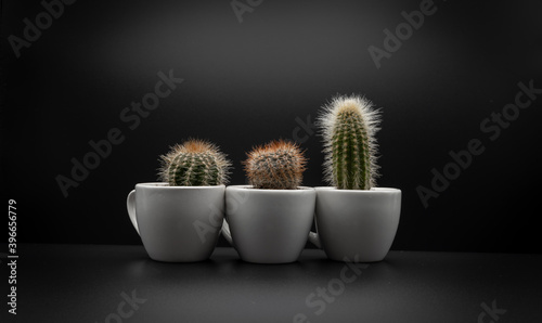 cactus isolated on black in espresso cups