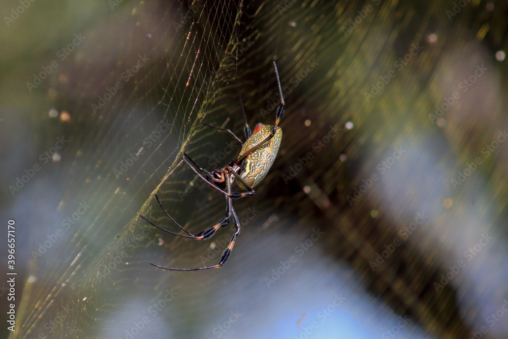ARAÑA INSECTO,TELARAÑA,CASA ARAÑA,TRAMPA,RED DE ARAÑA,BOSQUE,ARACNIDO ...