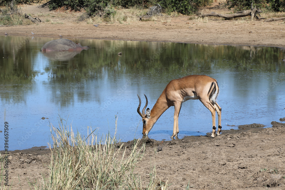 Schwarzfersenantilope / Impala / Aepyceros melampus Schwarzfersenantilope / Impala / Aepyceros melampus