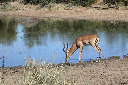 Schwarzfersenantilope   Impala   Aepyceros melampus