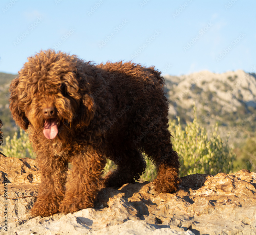 perros de raza perro de agua español