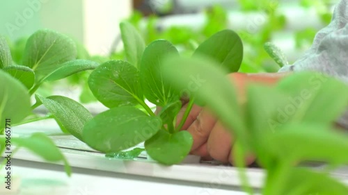 Close up Pak Choi that are harvested from hydroponic farms
 photo