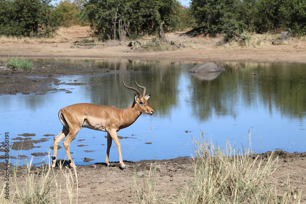 Fototapeta premium Schwarzfersenantilope / Impala / Aepyceros melampus