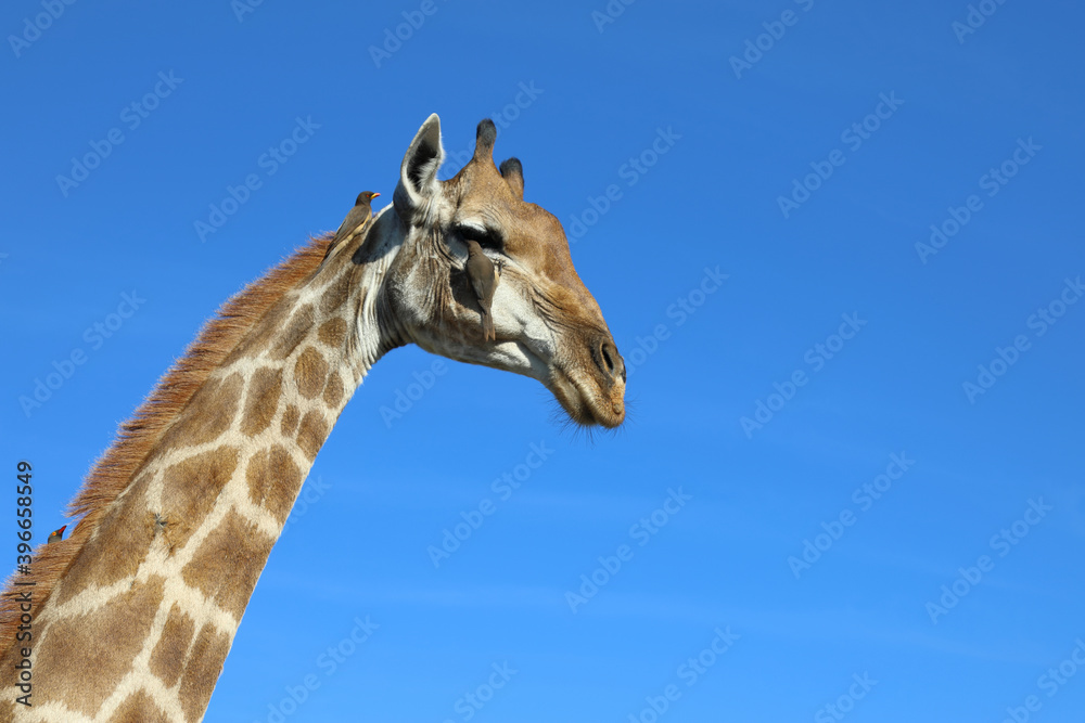 Giraffe und Gelbschnabel-Madenhacker / Giraffe and Yellow-billed oxpecker / Giraffa Camelopardalis et Buphagus africanus Giraffe und Gelbschnabel-Madenhacker / Giraffe and Yellow-billed oxpecker / Giraffa Camelopardalis et Buphagus africanus
