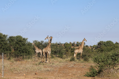 Photography Giraffe / Giraffe / Giraffa Camelopardalis