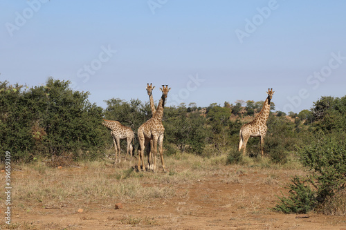 Photography Giraffe / Giraffe / Giraffa Camelopardalis