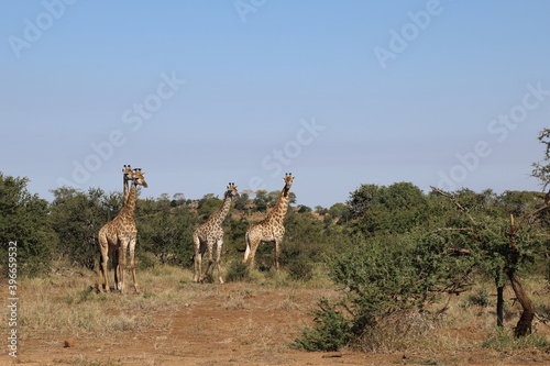 Photography Giraffe / Giraffe / Giraffa Camelopardalis