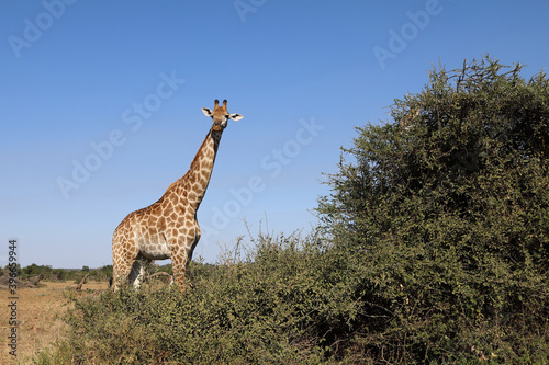 Canvas Print Giraffe / Giraffe / Giraffa Camelopardalis