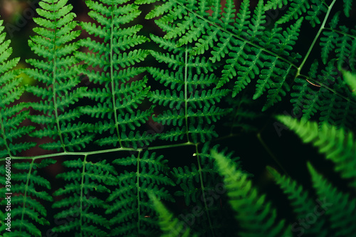 Close up of bracken in forest photo