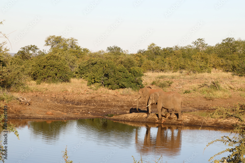 Naklejka premium Afrikanischer Elefant / African elephant / Loxodonta africana