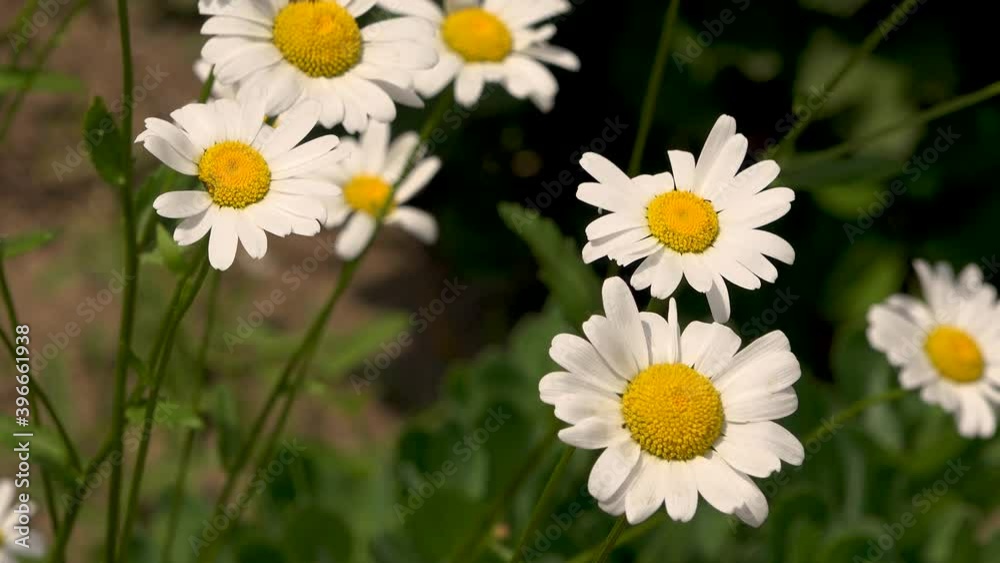 4K video of white daisy flower with green leafs. Chamomile plants background in the wild. Natural beauty in spring 4K video of white daisy flower with green leafs. Chamomile plants background in the wild. Natural beauty in spring