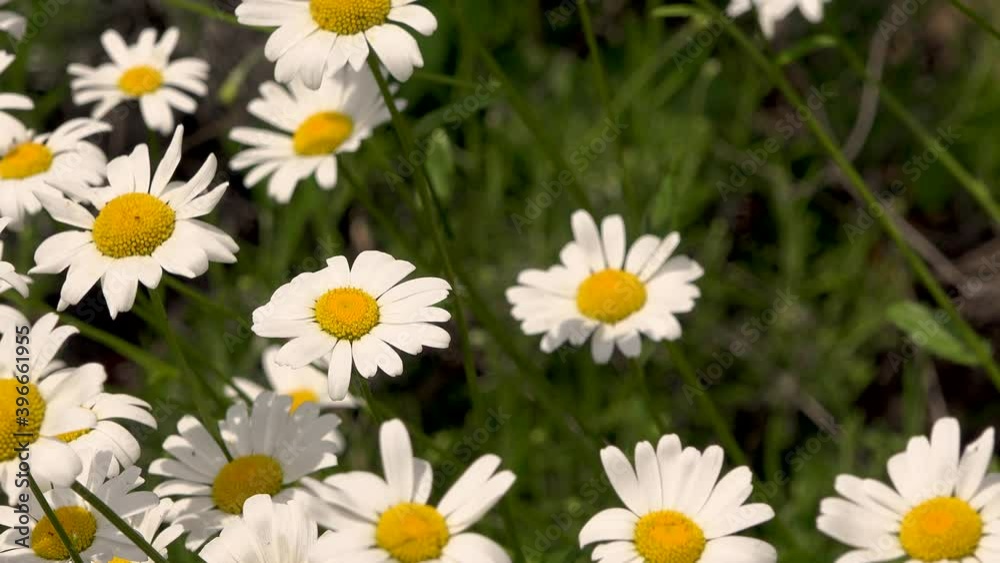 4K video of white daisy flower with green leafs. Chamomile plants background in the wild. Natural beauty in spring 4K video of white daisy flower with green leafs. Chamomile plants background in the wild. Natural beauty in spring