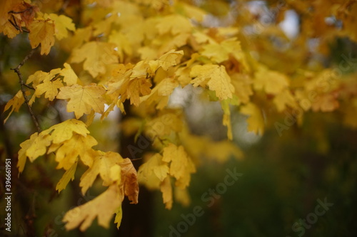 Autumn oak tree with golden leaves in the forest