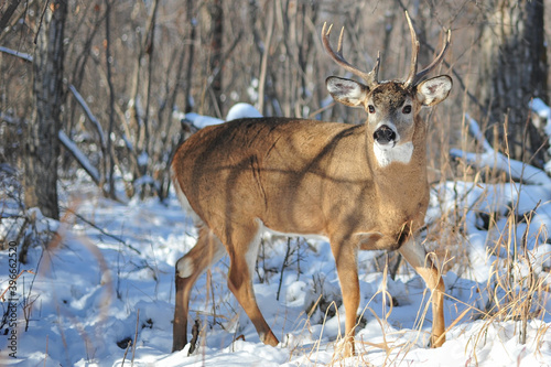 White tail buck walking through city park after winter snowfall
