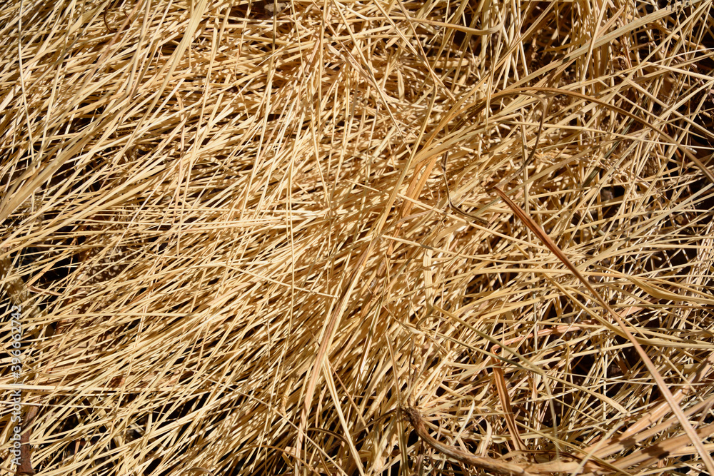 Closeup view of golden hay texture for background. Closeup view of golden hay texture for background.