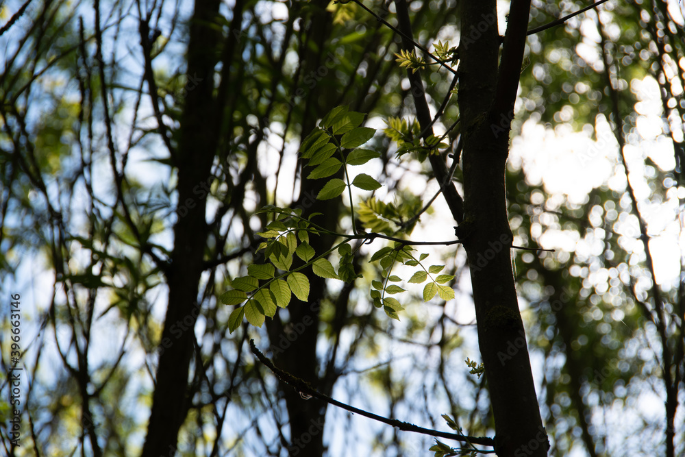 Young leaves in the shade