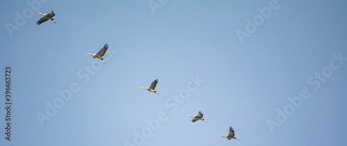Zugvögel im Flug © brodehl