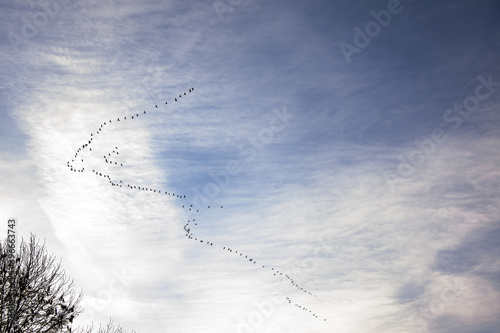 Zugvögel in Formation