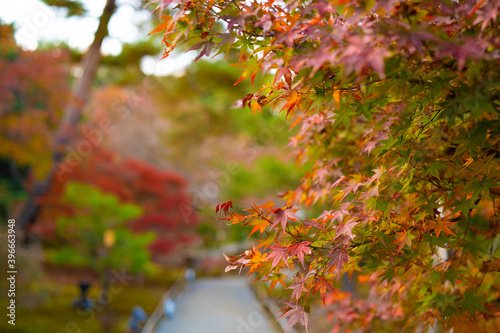 Wallpaper Mural autumn leaves in the water Torontodigital.ca