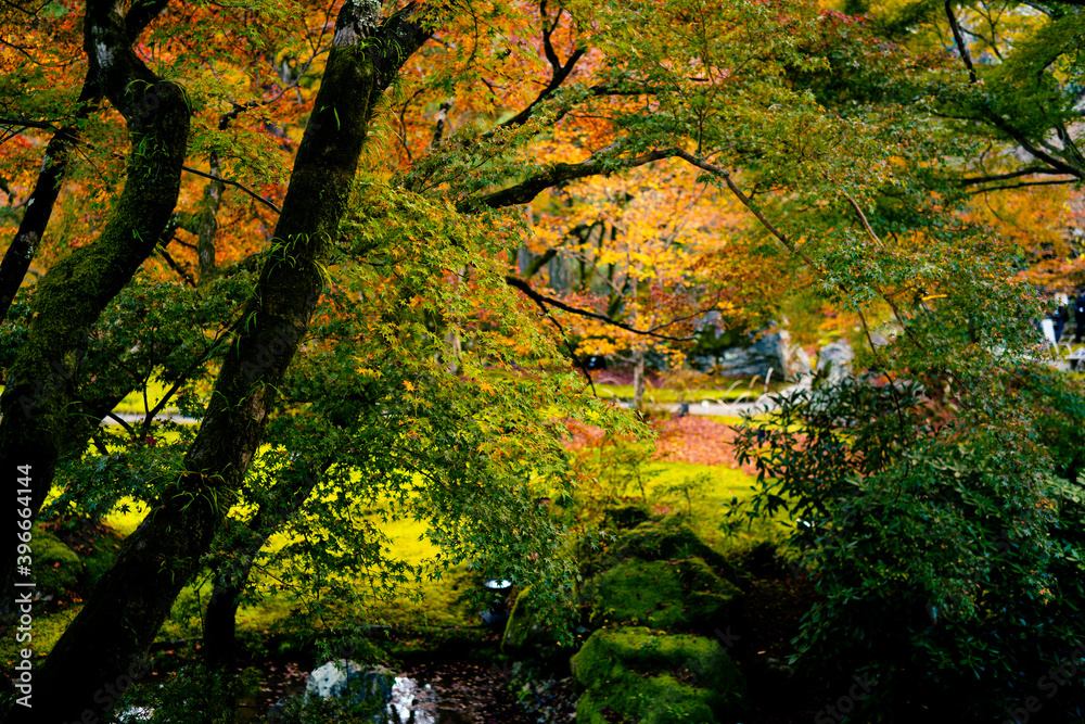 autumn in the forest