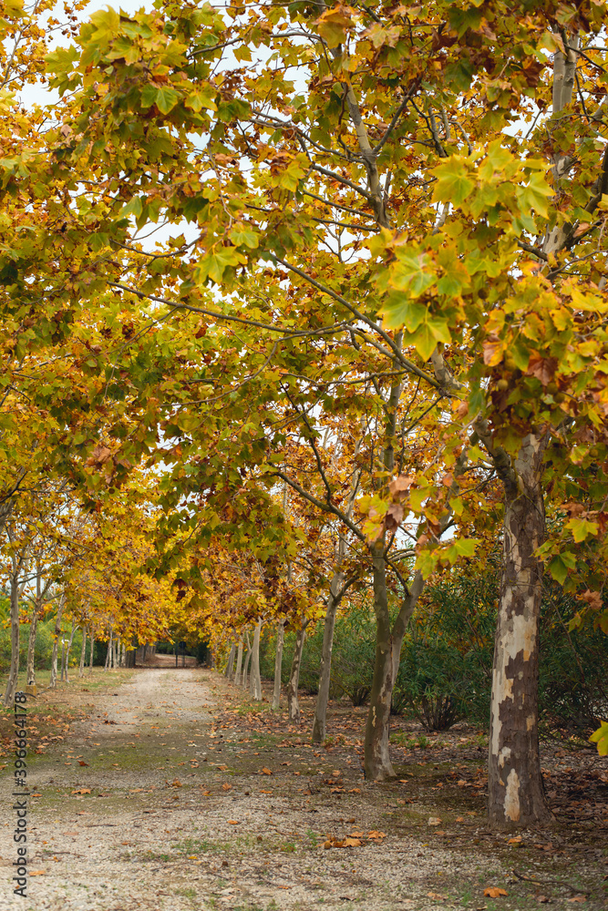 road in the autumn park between rows of small trees. road in the autumn park between rows of small trees.