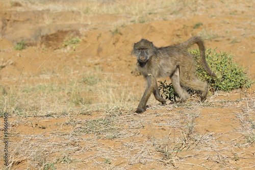 Bärenpavian / Chacma baboon / Papio ursinus.