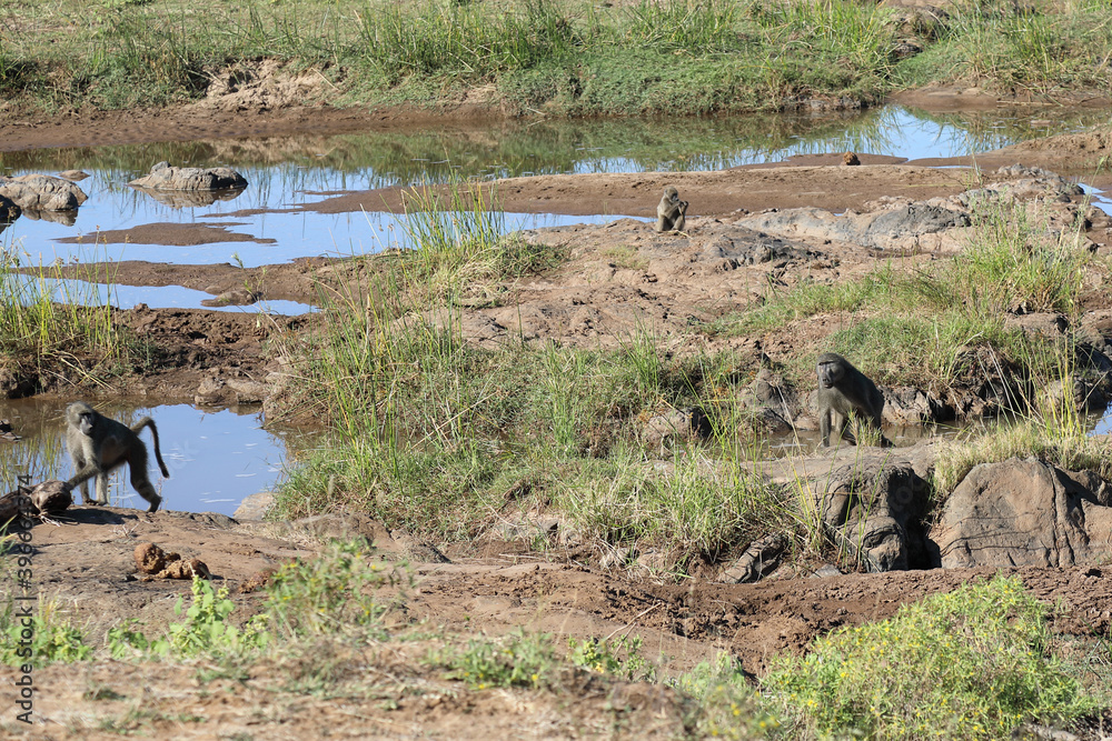 Bärenpavian / Chacma baboon / Papio ursinus. Bärenpavian / Chacma baboon / Papio ursinus.