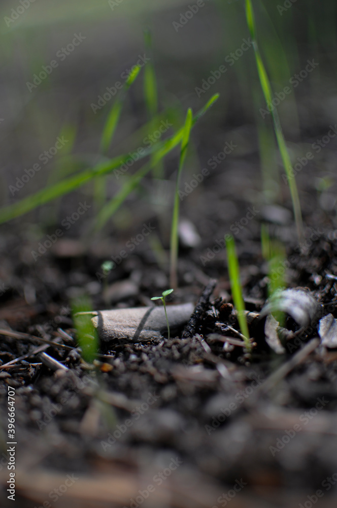 Fototapeta premium New plants growing on forest, Spain