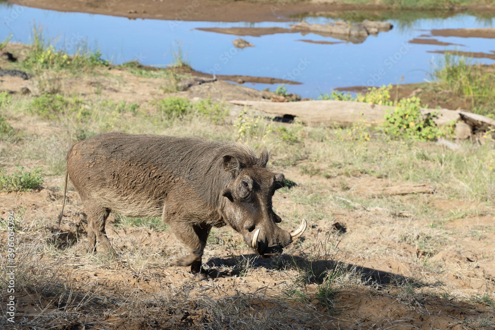 Warzenschwein / Warthog / Phacochoerus africanus Warzenschwein / Warthog / Phacochoerus africanus