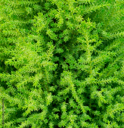 Background or texture photo of a a green bushy plant
