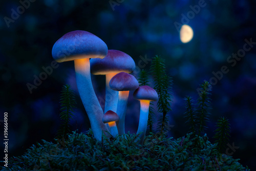 Obraz na plátně Fantastic world of mushrooms