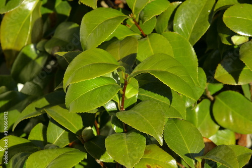 Luscious Green Camellia leaves in spring. © Damien