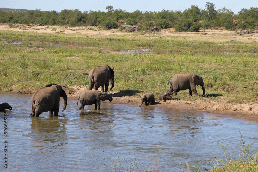 Afrikanischer Elefant im Olifants River/ African elephant in Olifants River / Loxodonta africana