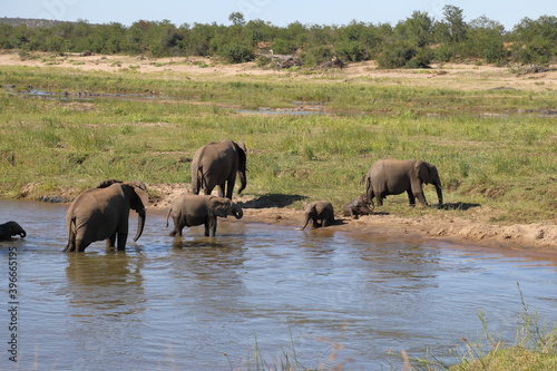 Afrikanischer Elefant im Olifants River/ African elephant in Olifants River / Loxodonta africana © Ludwig