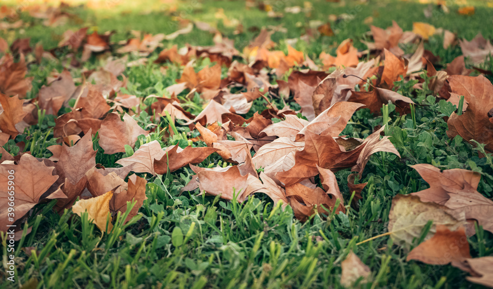 a small bunch of autumn leaves scattered on the grass. a small bunch of autumn leaves scattered on the grass.