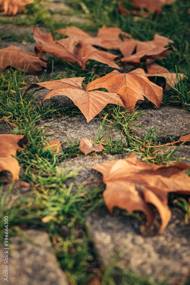 autumn background with fallen leaves. autumn leaves that have fallen from a tree and lie on the ground. autumn mood