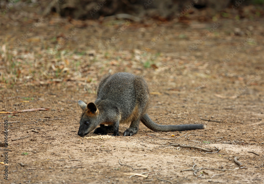 Wallaby eating - Phillip Island, Victoria, Australia Wallaby eating - Phillip Island, Victoria, Australia