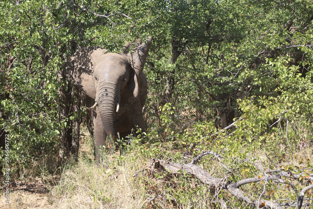 Obraz premium Afrikanischer Elefant / African elephant / Loxodonta africana
