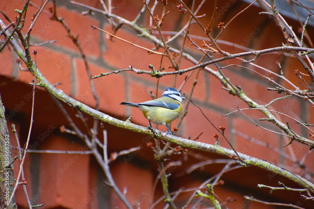 Obraz premium The blue tit is easily recognisable due to its navy wings tail yellow breast green back white cheeks black eye stripe and collar They also have ebony bill No other British bird has blue in its plumage
