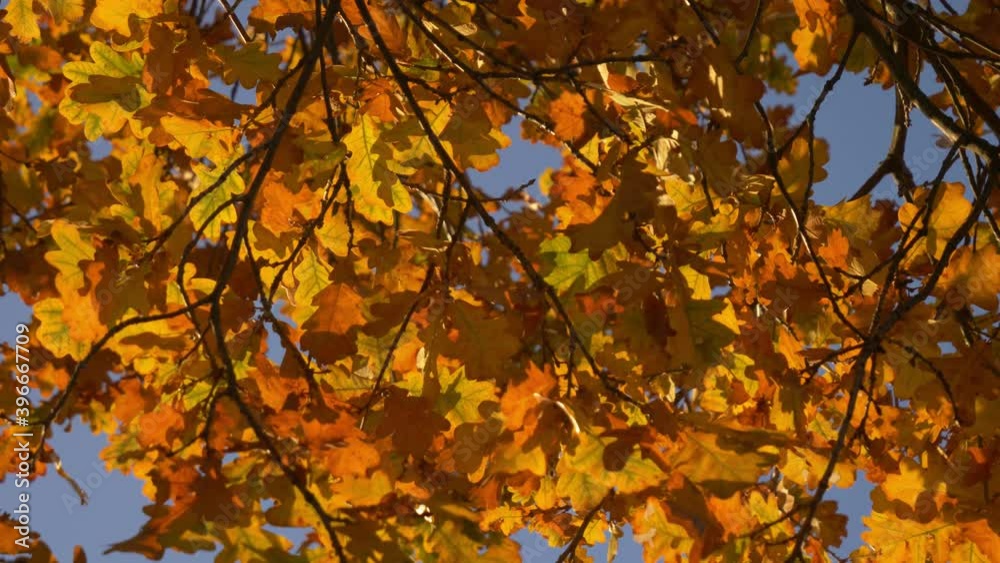 yellow oak leaves on blue sky background