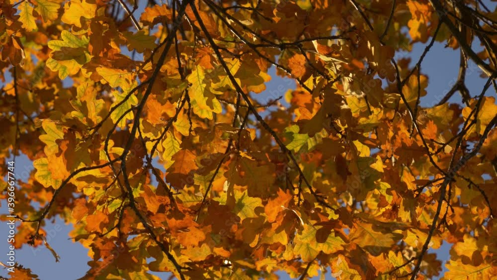 yellow oak leaves on blue sky background yellow oak leaves on blue sky background