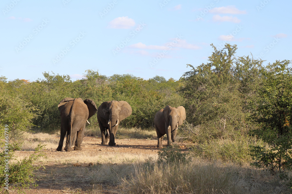 Afrikanischer Elefant / African elephant / Loxodonta africana Afrikanischer Elefant / African elephant / Loxodonta africana